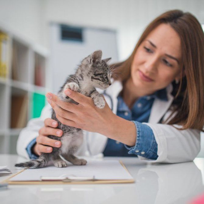 Salud sin horarios: Por qué el servicio veterinario 24h es esencial para tus mascotas