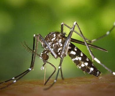 Según los CDC, las mujeres asiáticas debería de evitar el sudeste asiático debido al Zika