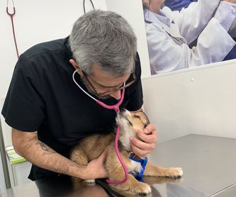 Peluquería canina y felina:  de Punto Pet Clínica Veterinaria