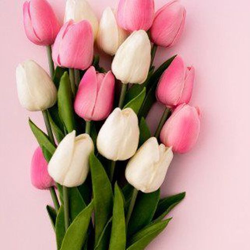 Sabías que en el siglo XVII los tulipanes eran más valiosos que el mismo oro, esta flor simboliza la inmortalidad y el amor.