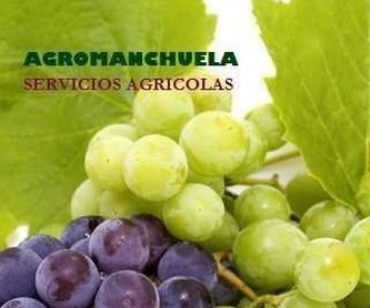 Plantación de viñas y viñedos: Servicios de AGROManchuela