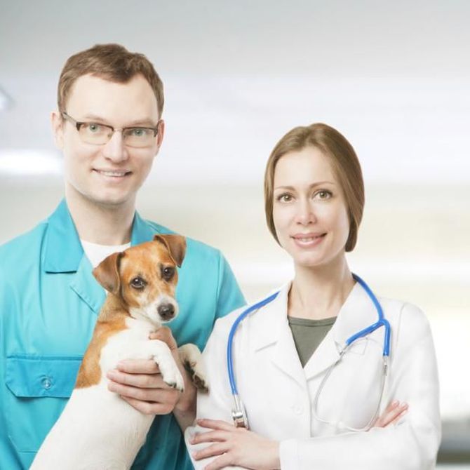 Consejos generales sobre vacunas en perros