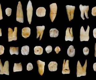 La importancia de los dientes en la Paleontología