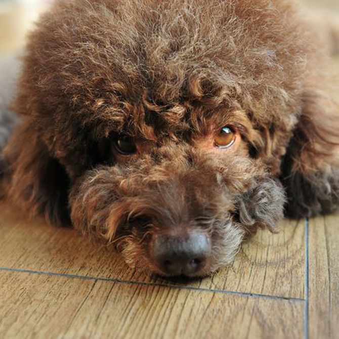 Consejos para terminar con la caída del pelo en perros