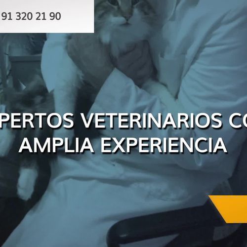 Veterinario 24 h en Barajas, Madrid |  Clínica veterinaria Plutos