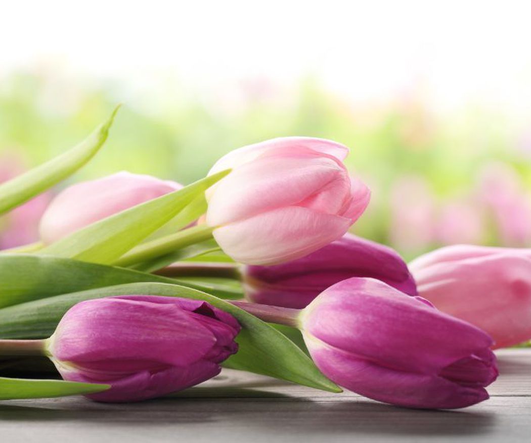 Curiosidades sobre los tulipanes