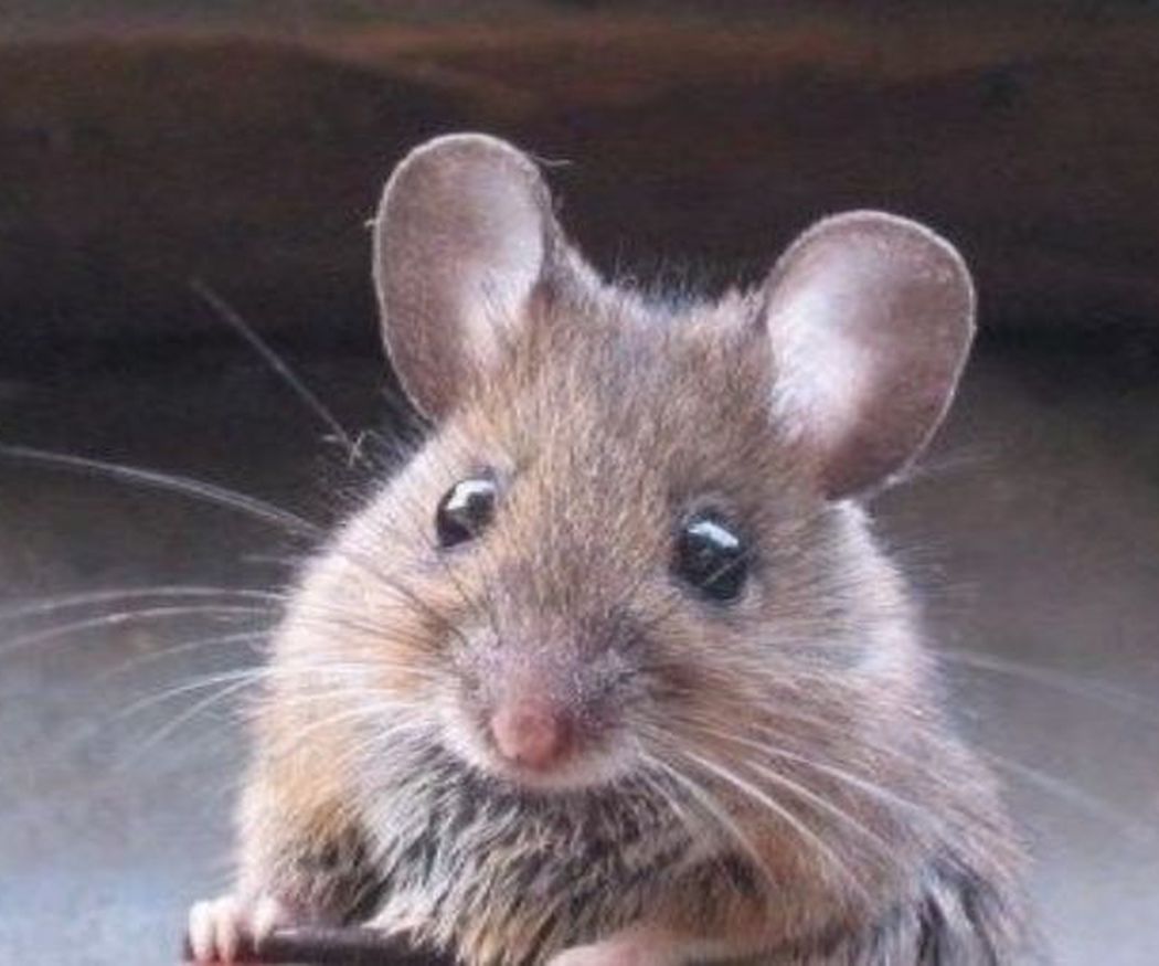 ¿Qué atrae a los roedores?