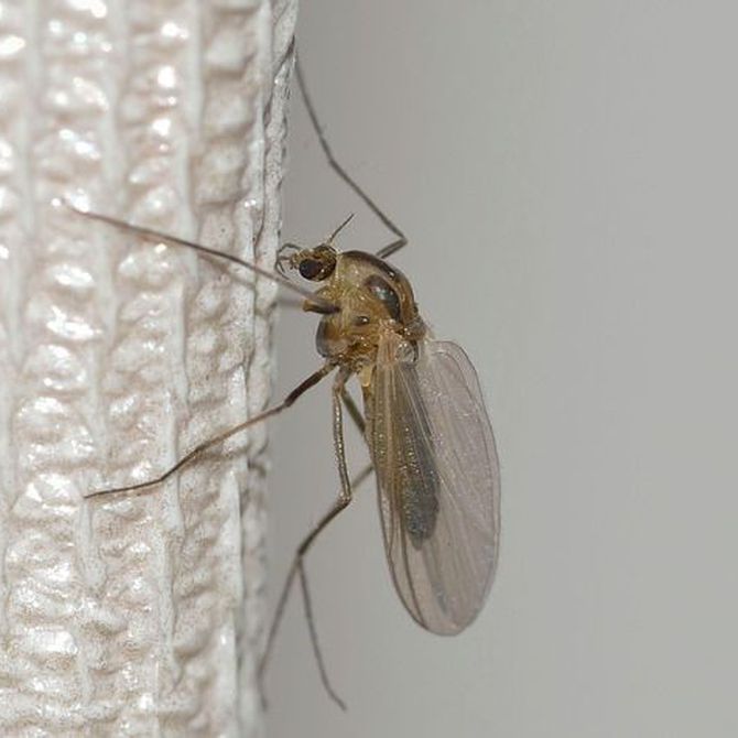 Beneficios de las mosquiteras para tu hogar
