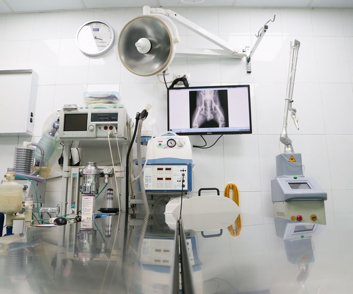 Radiología digital: Servicios de Clínica Veterinaria Ntra. Sra. De Begoña