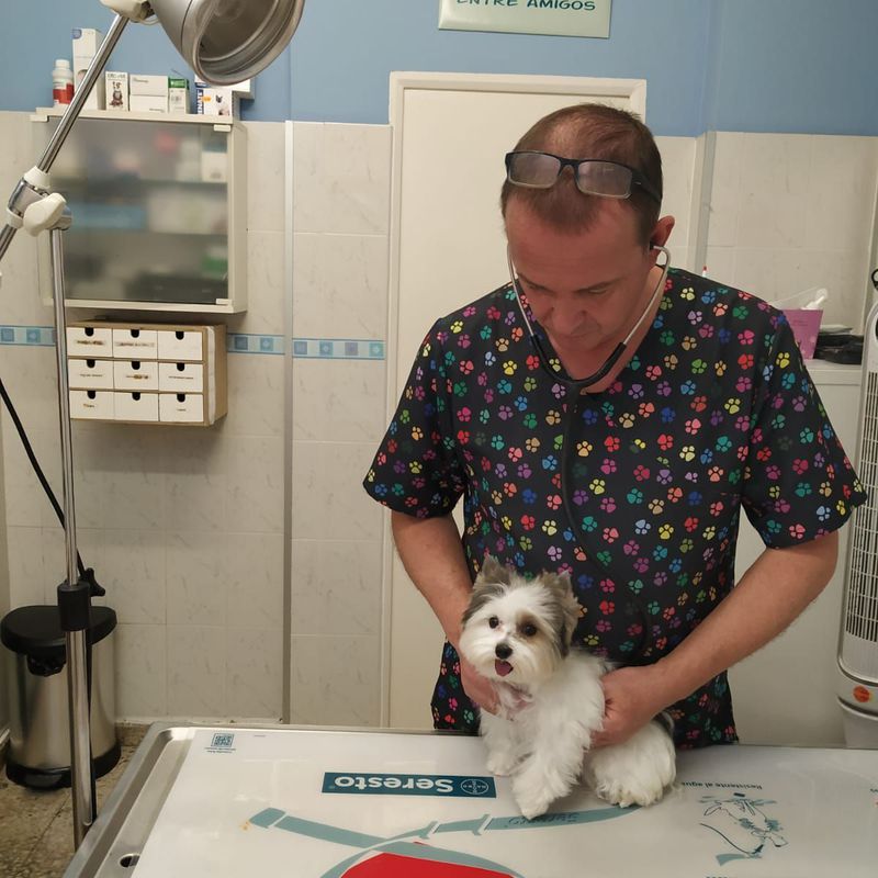Medicina veterinaria preventiva: Servicios de Clínica Veterinaria Dog And Cat
