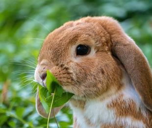 Qué debe contener el pienso saludable para conejos