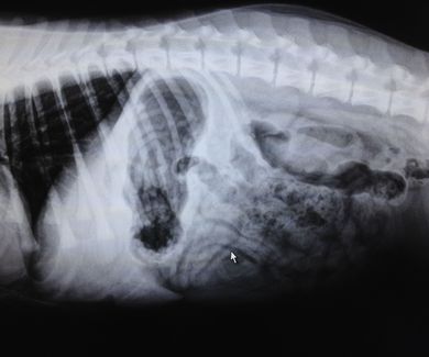 La radiografía abdominal y su importancia.