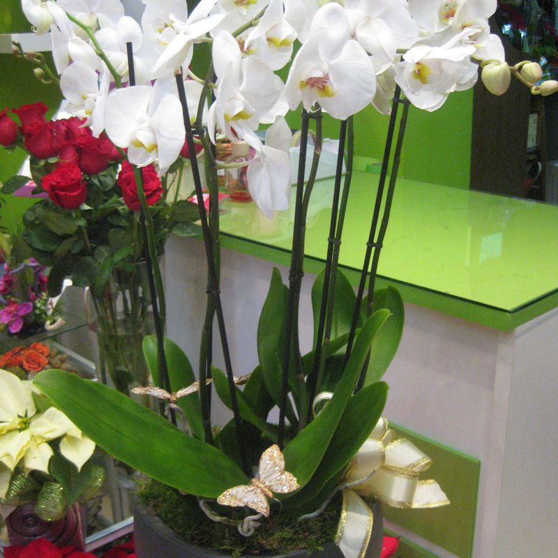 Orquídeas:  de Floristería Pétalos