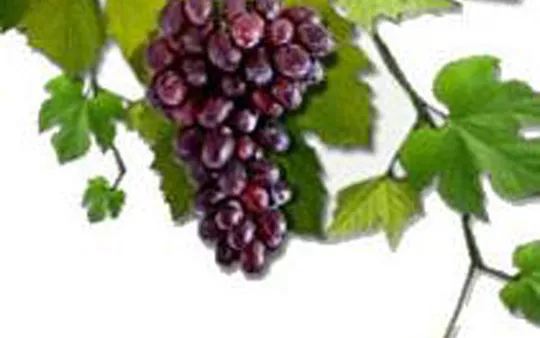 Imagen 6 de la galería