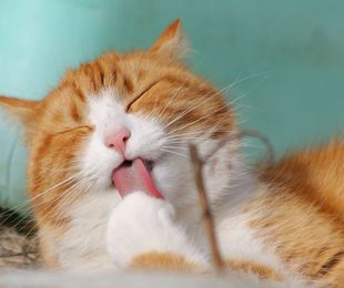 Leishmaniosis, ¿a los gatos también les afecta?