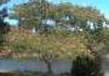 Acacia constantinopla ombrella  Ref.26