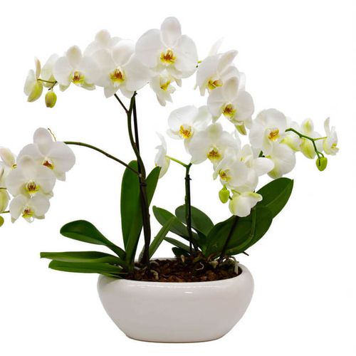 Preciosas orquídeas, un acierto seguro para impactar 