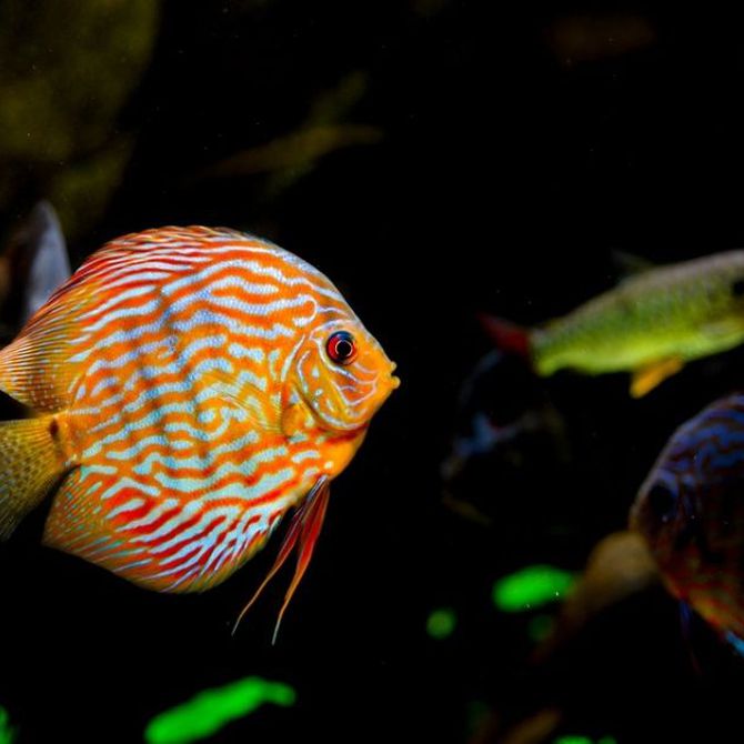 Algunos tipos de peces tropicales para tu acuario