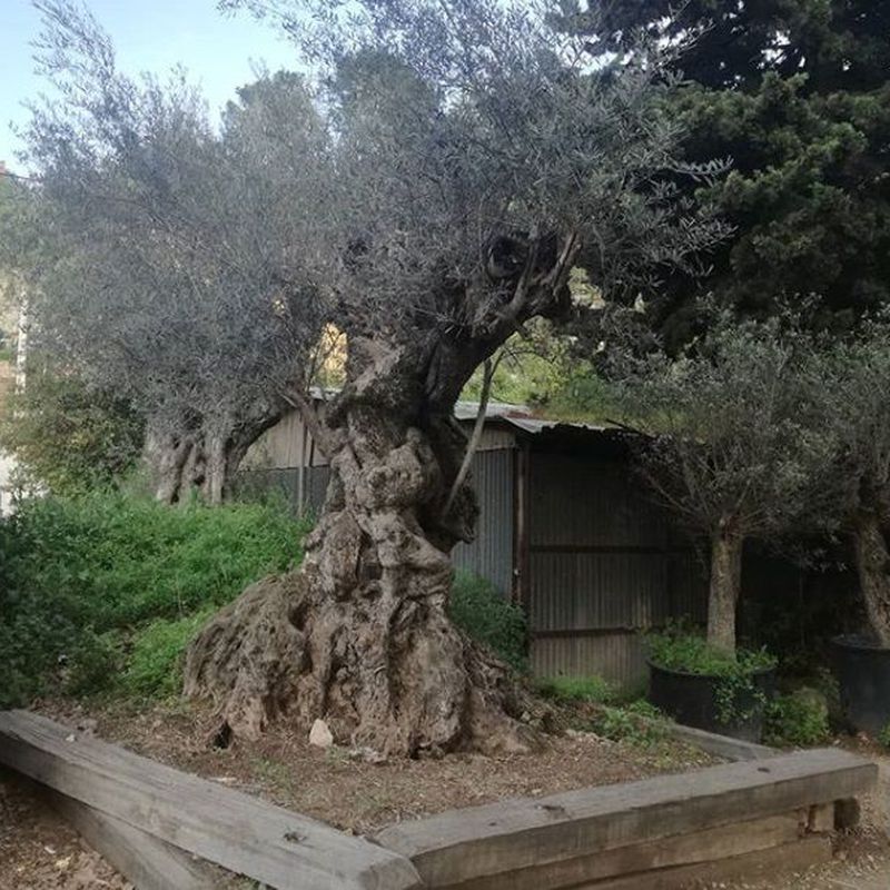 Venta de olivos: Servicios de Jardineria Santacreu