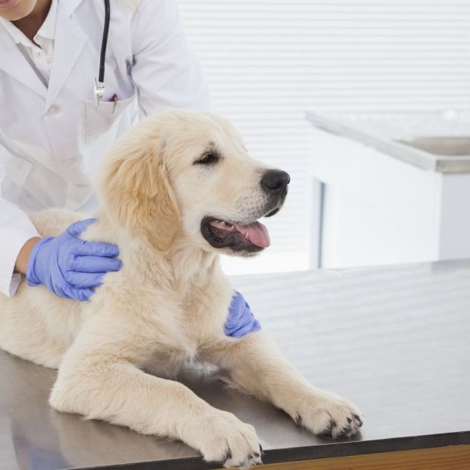 Las enfermedades más habitules en cachorros