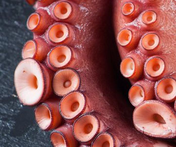 Pulpo congelado: Productos congelados de Congelados Puertofish