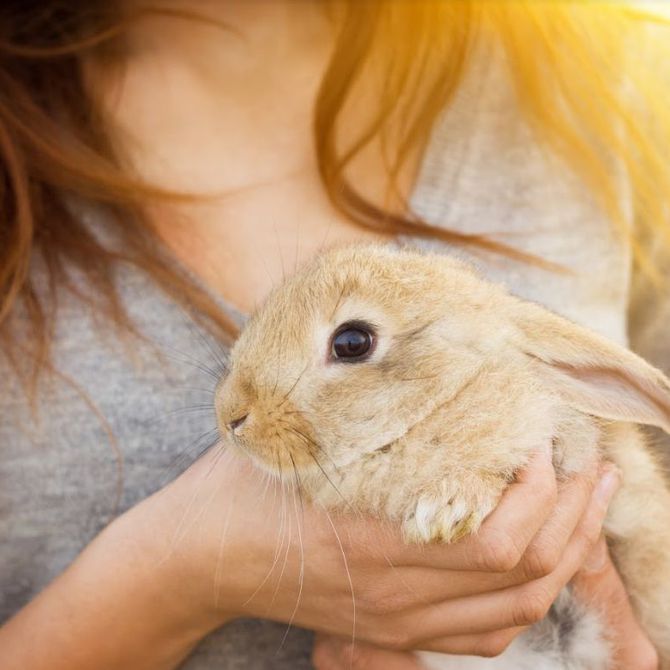 Cuidados y consejos para cuidar un conejo