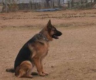 Adiestramiento canino: Servicios de Borgescan Escuela y Residencia Canina
