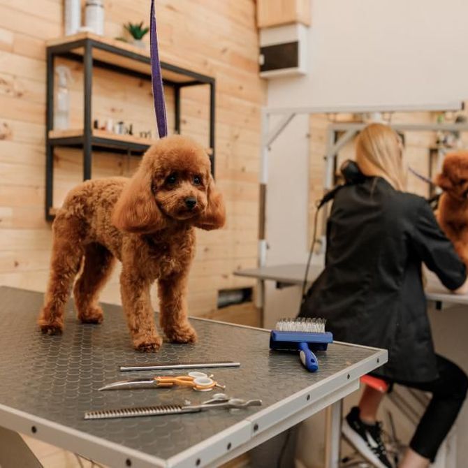 Cómo manejar a un perro inquieto durante el corte de pelo