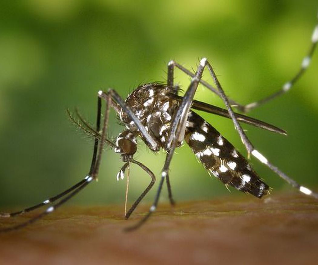 Maneras de evitar la entrada de mosquitos en casa