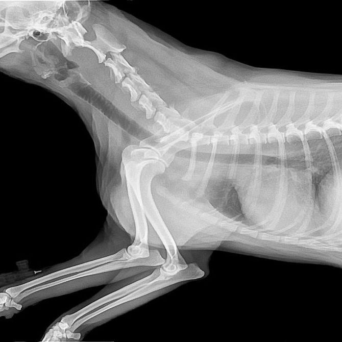 ¿Cuáles son los beneficios de la radiografía veterinaria para los animales?