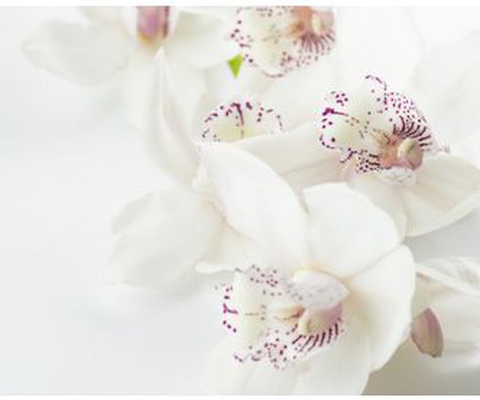 Orquídea del Amor : Terapias de Terapias Alternativas Isabel