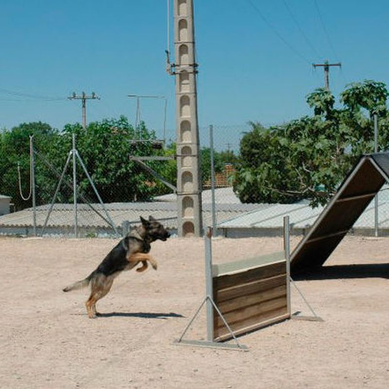 Residencia canina: Servicios de Borgescan Escuela y Residencia Canina