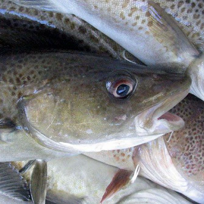 ¿Conoces los beneficios del pescado blanco?