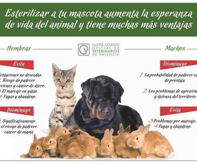 Esterilización mascotas Valencia
