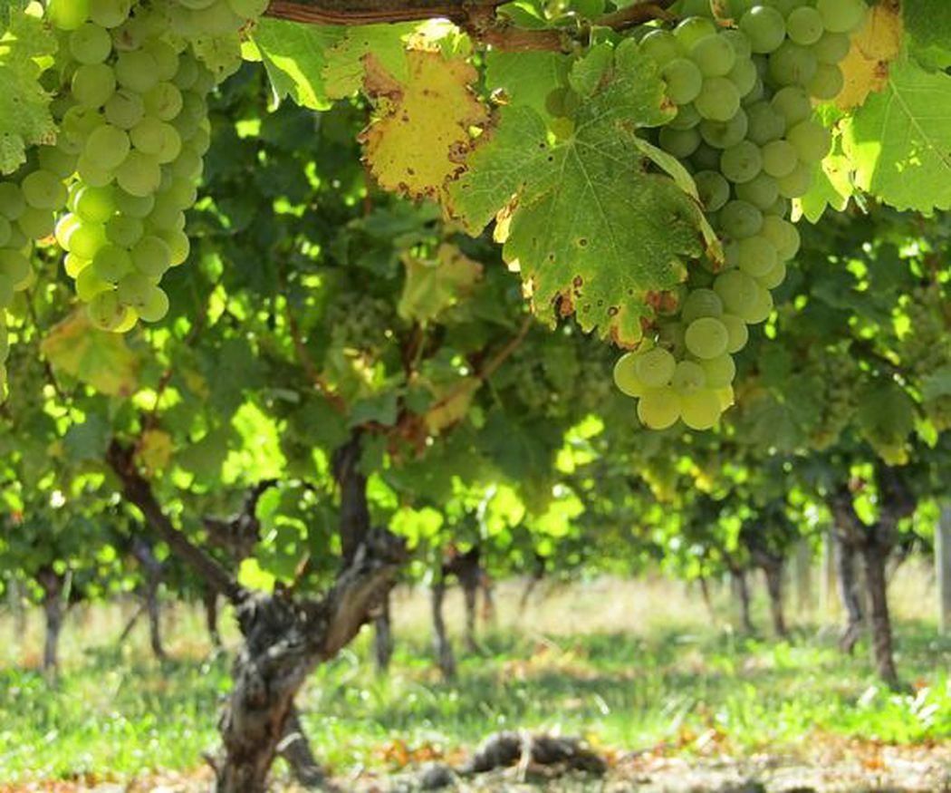 ¿Cómo mantener sano nuestro viñedo?