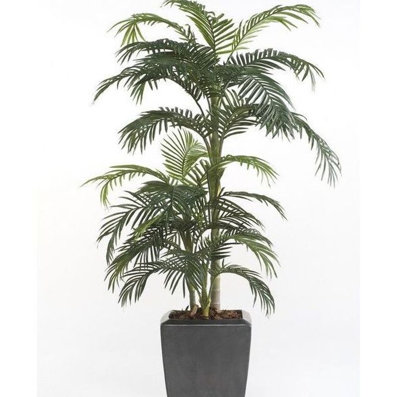 Árbol Palmera Premium: ¿Qué hacemos? de Ches Pa, S.L.