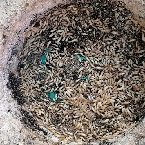 Carcomas y termitas en Zamora | Plagas Blanco León