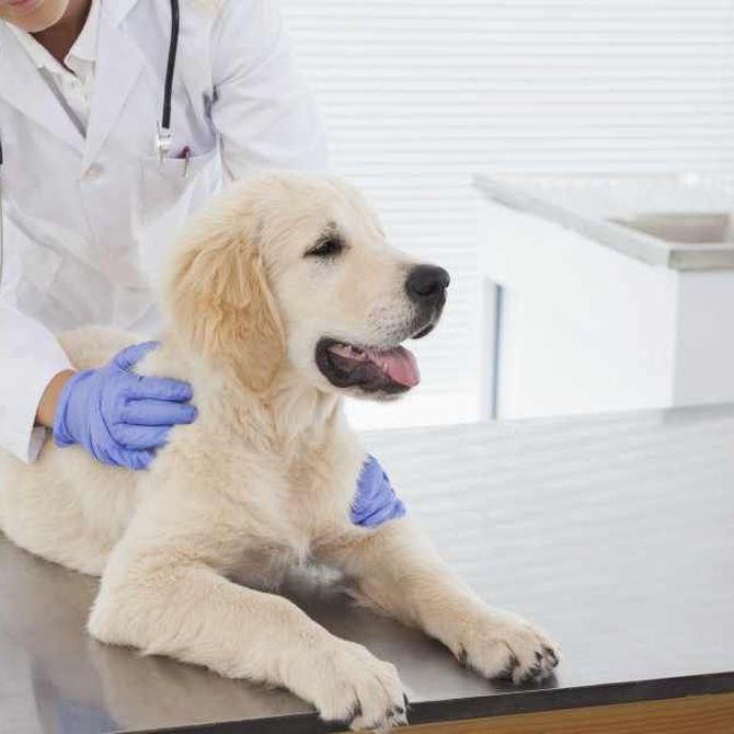 ¿Cuándo debemos vacunar a nuestro perro?