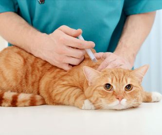 Medicina interna: Productos y Servicios de Clínica Veterinaria Manises