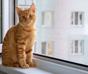 Consejos para el mantenimiento de tu mosquitero