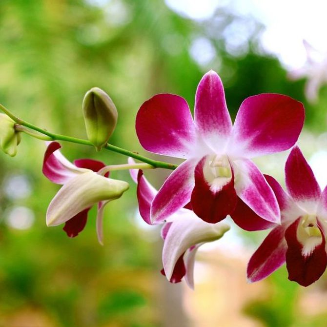 Tres errores típicos en el cuidado de las orquídeas