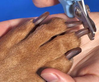 Productos higiene: servicios de Itacan Peluquería Canina