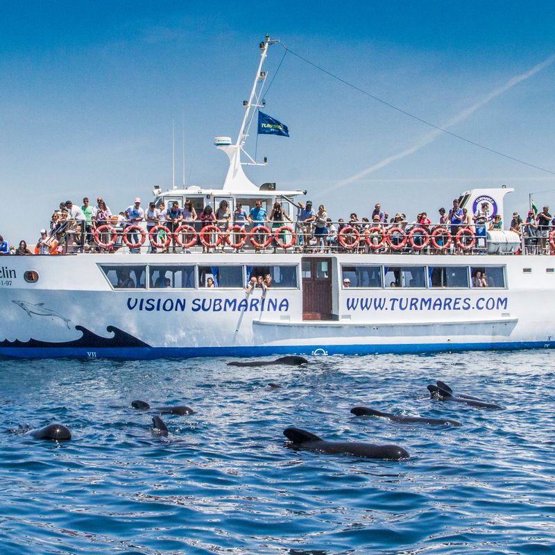 Ballenas y Delfines (2 horas): Excursiones de Turmares Tarifa