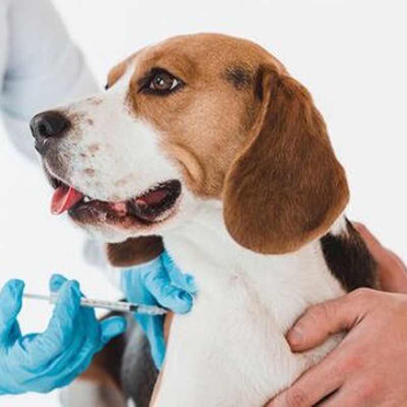 VACUNAS: Tratamientos y especilidades de Centro veterinario El Lagar