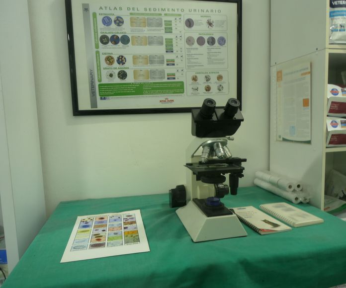 Microscopía