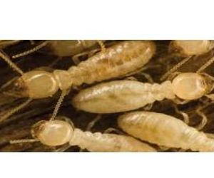 Soluciones para la eliminación de termitas en Zamora