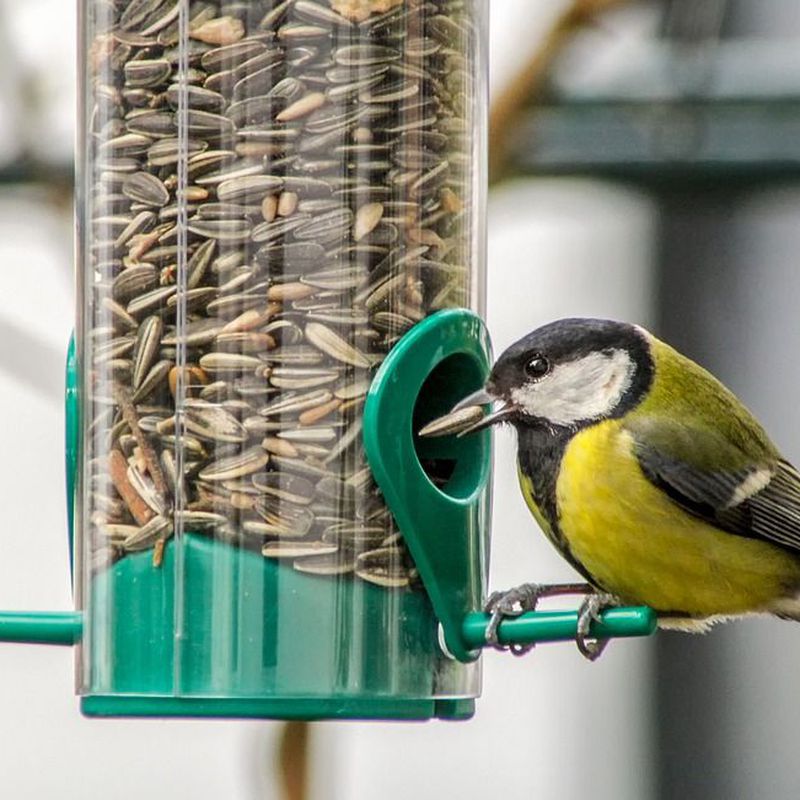 Aves: Productos y Servicios de Amazonas 1
