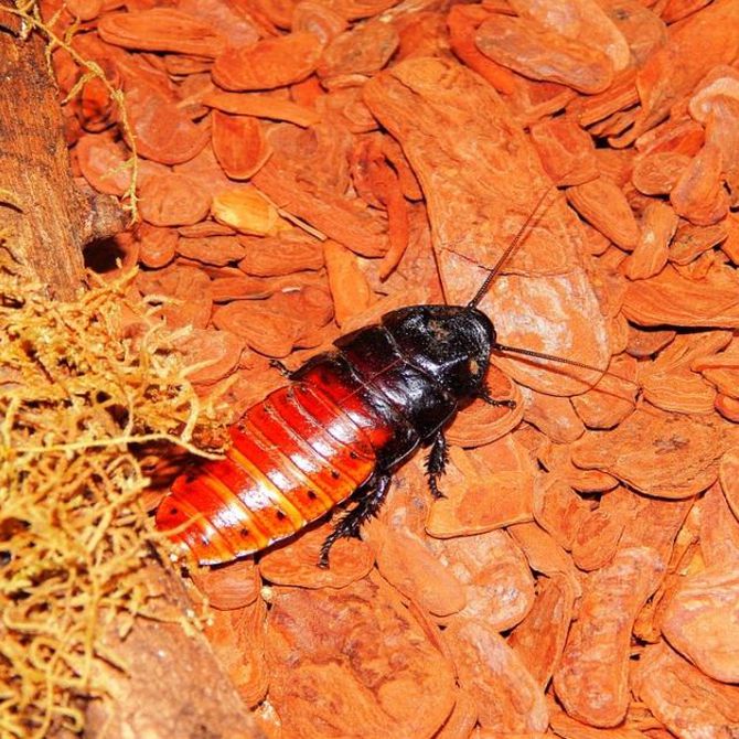 La cucaracha es el insecto más infeccioso