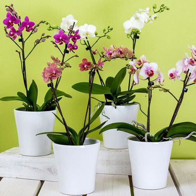 Cuida bien de las orquídeas