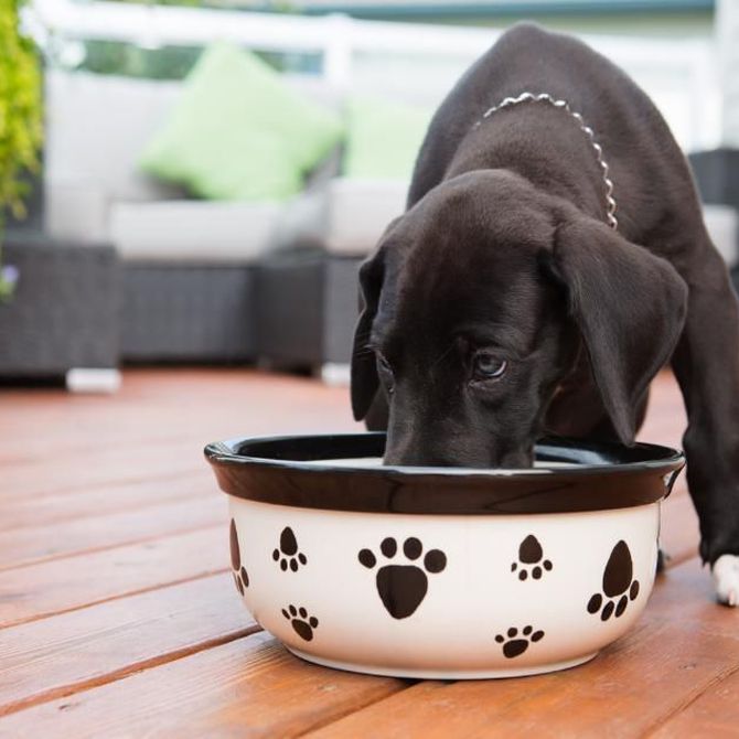 Los alimentos más peligrosos para los perros